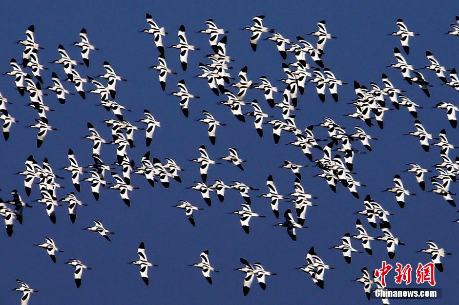 La grande migration des oiseaux vers Tianjin