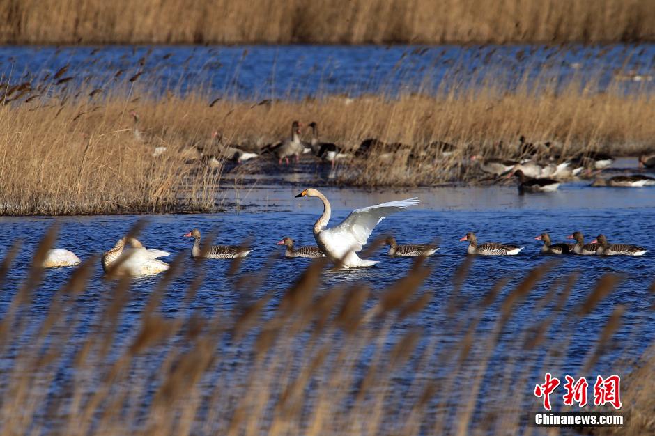 La grande migration des oiseaux vers Tianjin