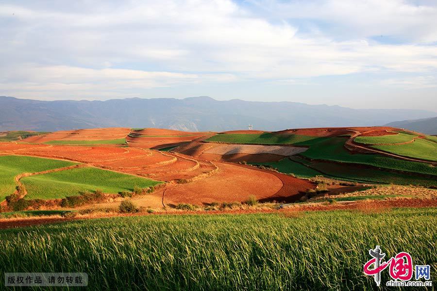 La splendeur des champs de terre rouge dans le Yunnan