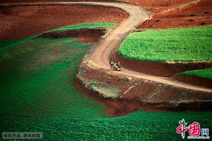 La splendeur des champs de terre rouge dans le Yunnan