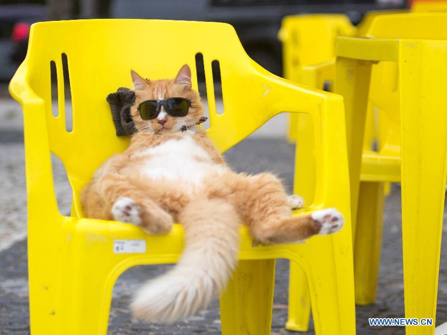 （国际·一周看天下）（8）“加菲猫”的休闲周末