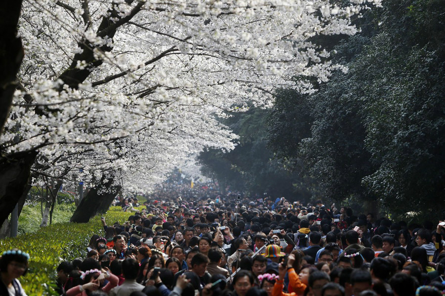 Il a fait beau ce 21 mars  Wuhan, dans la province du Hubei (sud), pour le premier week-end depuis la floraison des cerisiers. 
