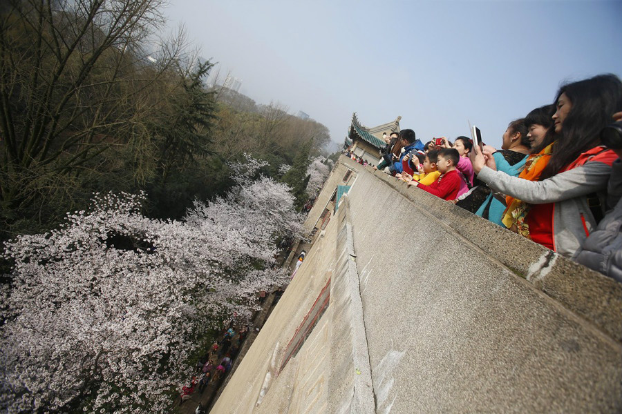 Longue d'environ 200 mtres, l'avenue des cerisiers de l'Universit de Wuhan a vu dfiler plus de 100 000 visiteurs, transformant ce campus en un parc trs anim.