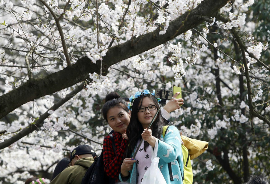 100 000 personnes venues admirer les cerisiers  l'Universit de Wuhan