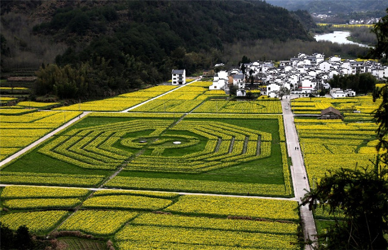 Des fleurs de colza forment l'emblme de l'harmonie