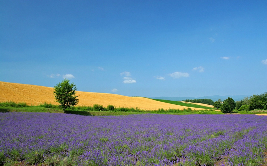 Yili : les champs de lavande