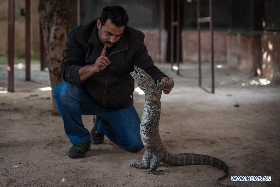 EGYPT-GIZA-ANIMAL 