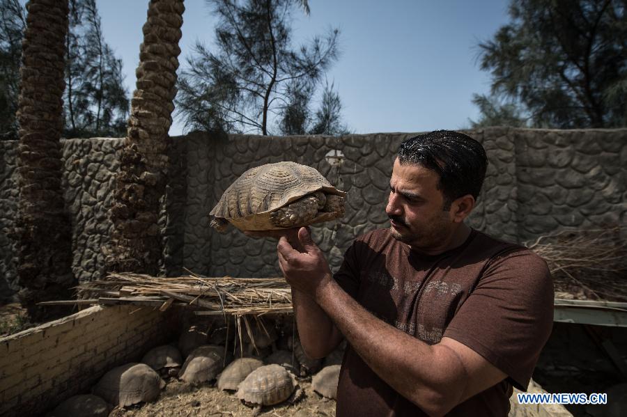 EGYPT-GIZA-ANIMAL 