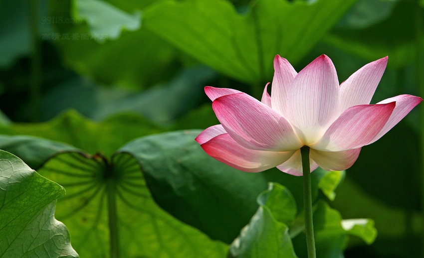 Hangzhou : les lotus sur le lac de l'Ouest