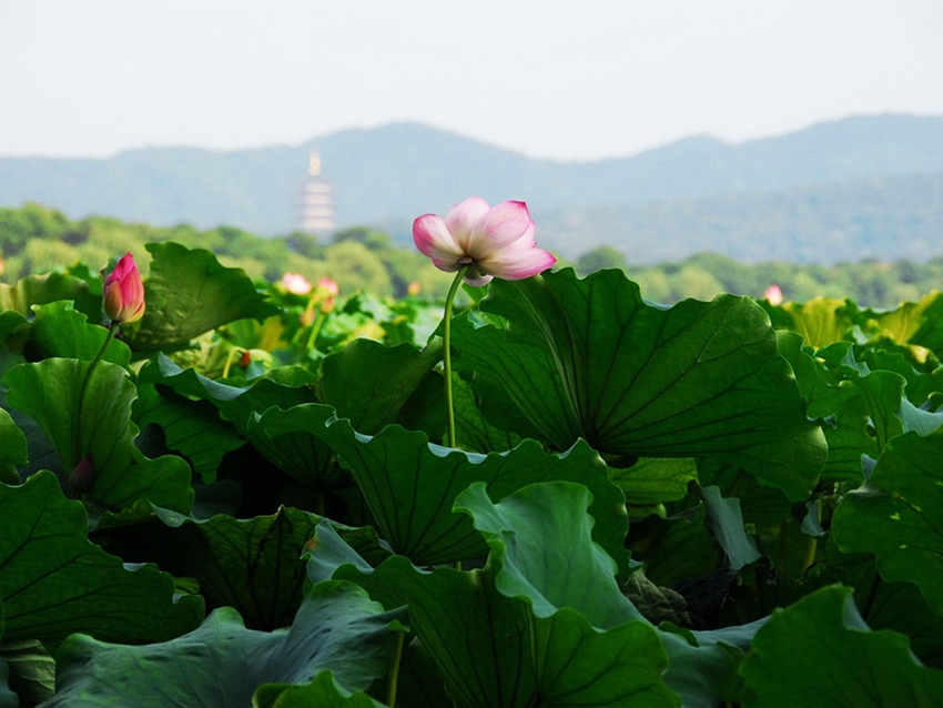 Hangzhou : les lotus sur le lac de l'Ouest