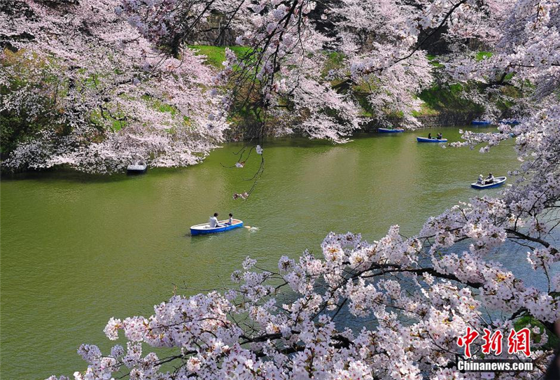 Sous un ciel de cerisiers en fleurs  Tokyo