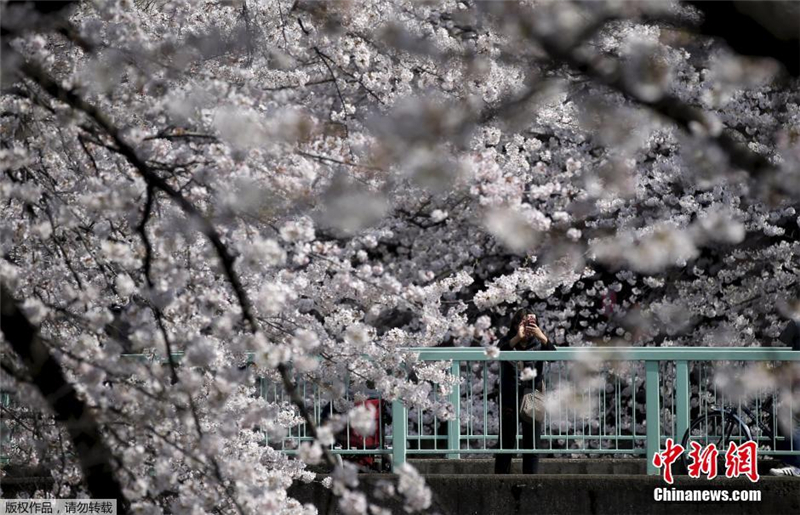 Sous un ciel de cerisiers en fleurs  Tokyo