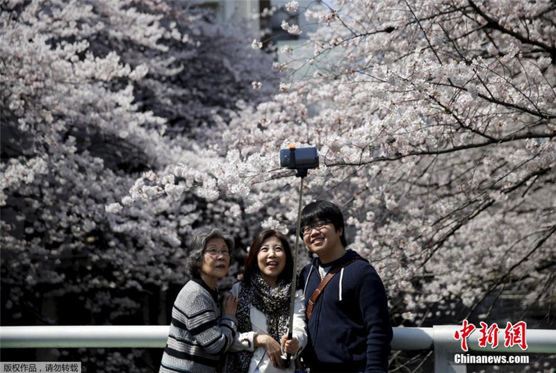 Sous un ciel de cerisiers en fleurs  Tokyo