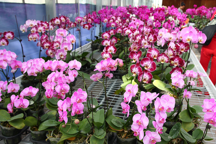 Xinjiang : berceau de la culture des orchides papillons