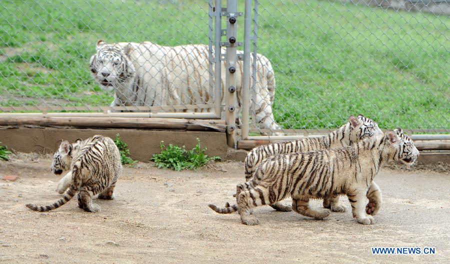 CHINA-XI'AN-WHITE TIGER-TRIPLETS (CN)