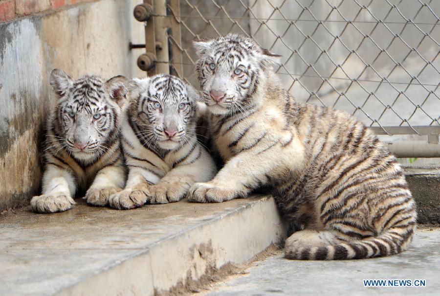 CHINA-XI'AN-WHITE TIGER-TRIPLETS (CN)