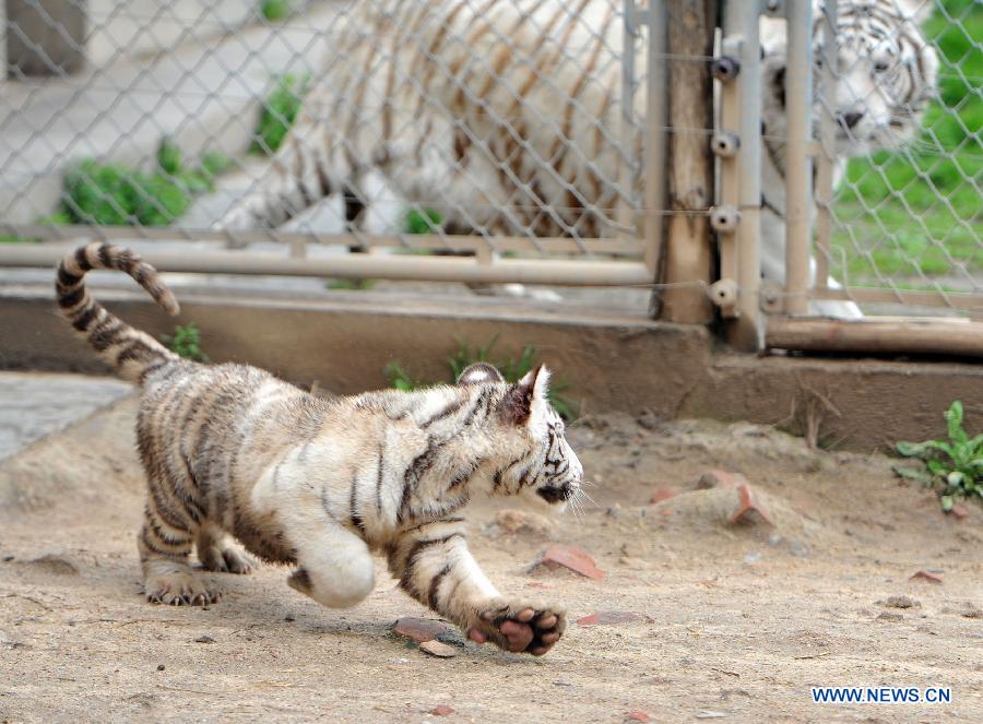 CHINA-XI'AN-WHITE TIGER-TRIPLETS (CN)