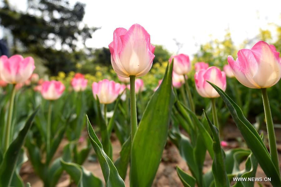 CHINA-HENAN-ZHENGZHOU-TULIP (CN)