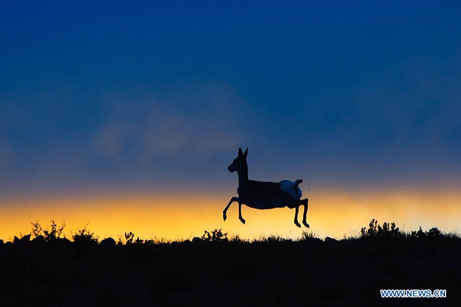 WEEKLY CHOICES OF XINHUA PHOTO