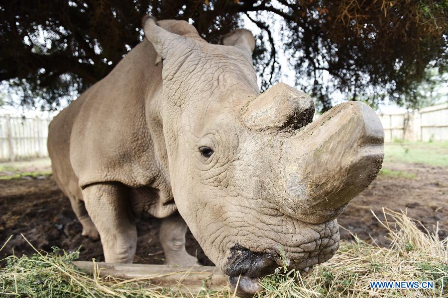 Le dernier rhinocéro blanc du nord Soudan, un mâle, se nourrit dans la réserve de Ol Pejeta à Nanyuki, au Kenya, le 18 avril 2015.