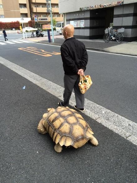 Tokyo : un vieil homme se promne avec sa tortue gante