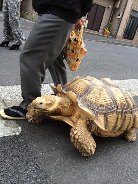 Tokyo : un vieil homme se promne avec sa tortue gante