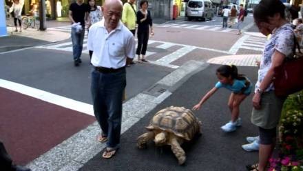 Tokyo : un vieil homme se promne avec sa tortue gante