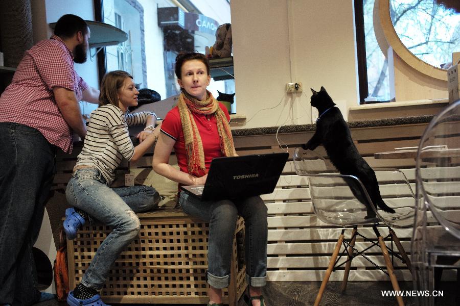 （国际）（1）莫斯科的“猫咪与人”咖啡馆