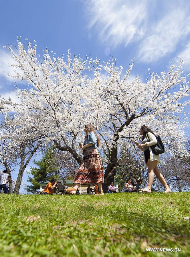 CANADA-TORONTO-CHERRY BLOSSOM