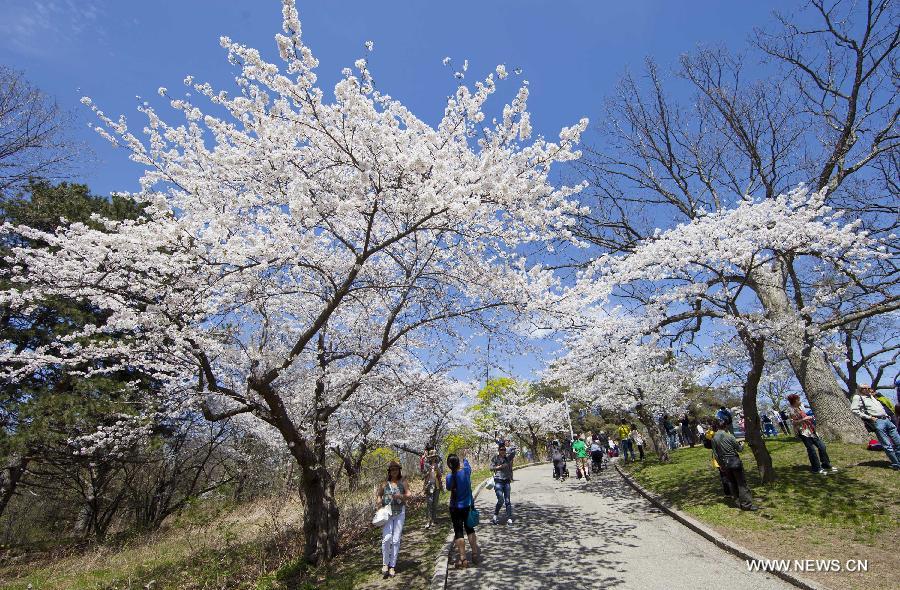 CANADA-TORONTO-CHERRY BLOSSOM