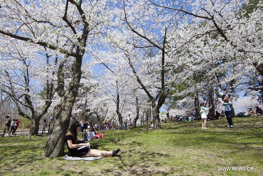 CANADA-TORONTO-CHERRY BLOSSOM