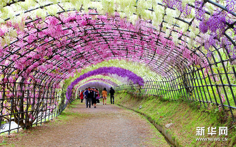Japon : un tunnel de glycines  couper le souffle