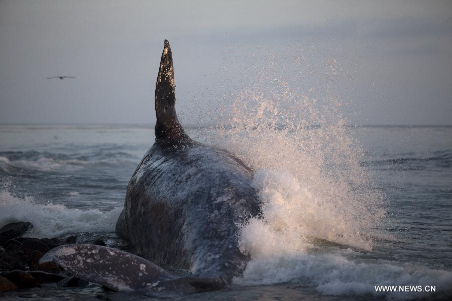 MEXICO-POPOTLA-WHALE