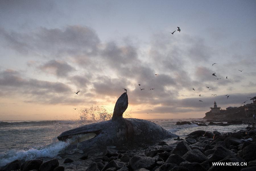 MEXICO-POPOTLA-WHALE