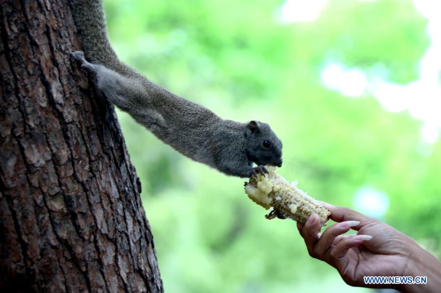 #CHINA-HANGZHOU-SQUIRREL (CN)