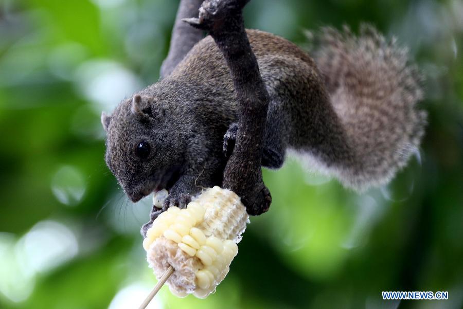 #CHINA-HANGZHOU-SQUIRREL (CN)