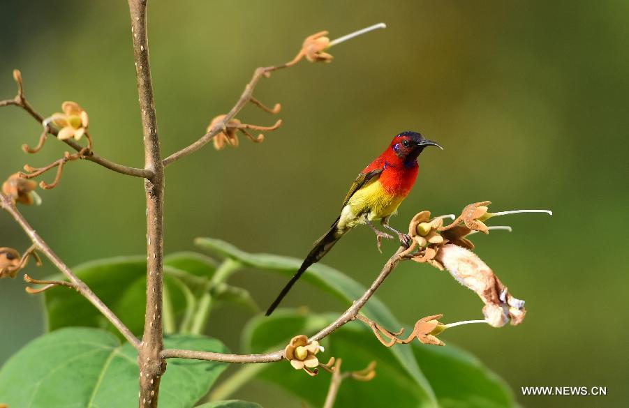 CHINA-HUBEI-SHENNONGJIA-SUNBIRD(CN)