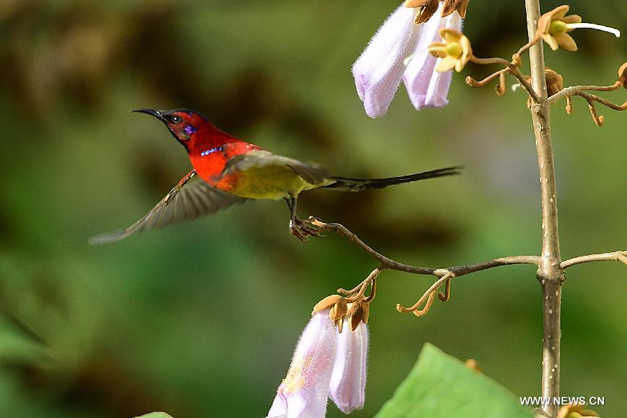 CHINA-HUBEI-SHENNONGJIA-SUNBIRD(CN)