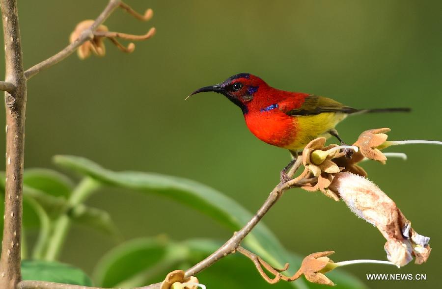 CHINA-HUBEI-SHENNONGJIA-SUNBIRD(CN)