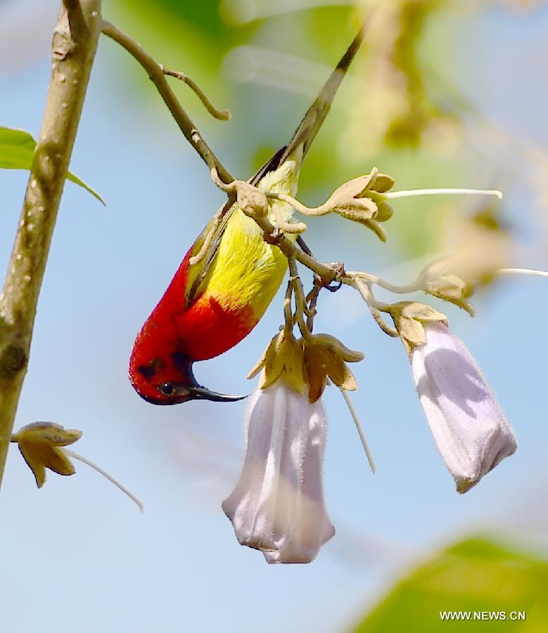 CHINA-HUBEI-SHENNONGJIA-SUNBIRD(CN)