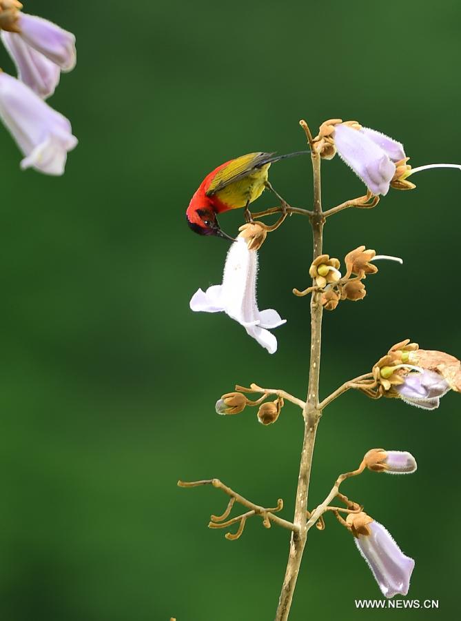 CHINA-HUBEI-SHENNONGJIA-SUNBIRD(CN)