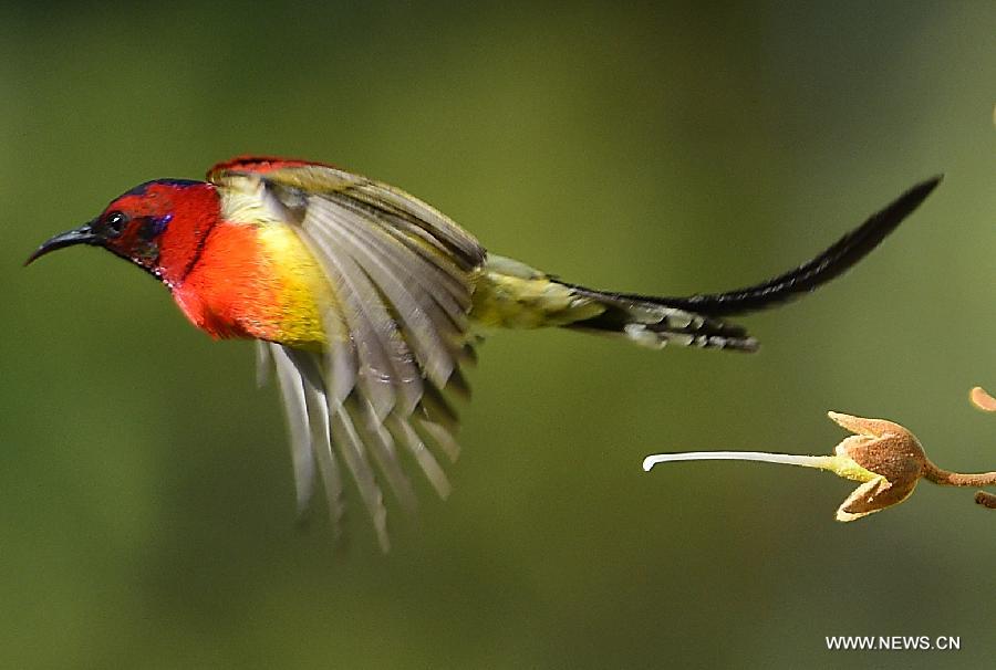 CHINA-HUBEI-SHENNONGJIA-SUNBIRD(CN)