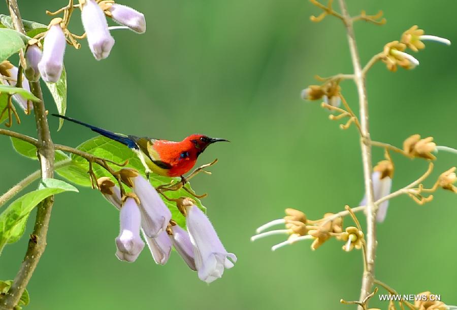 CHINA-HUBEI-SHENNONGJIA-SUNBIRD(CN)