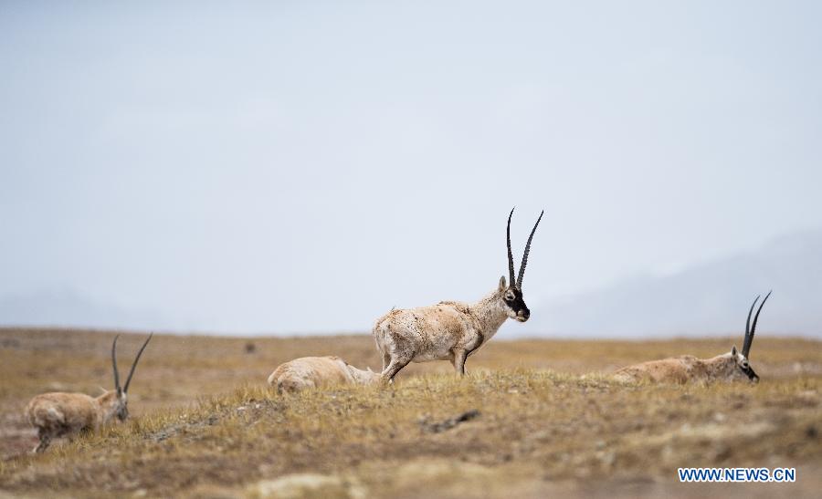 CHINA-QINGHAI-TIBETAN ANTELOPE-MIGRATION (CN)