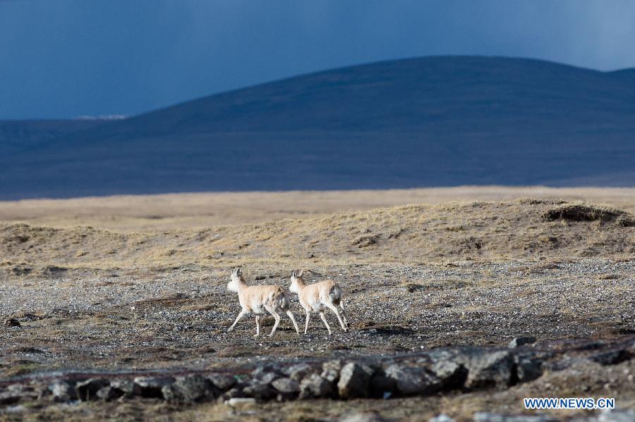 CHINA-QINGHAI-TIBETAN ANTELOPE-MIGRATION (CN)