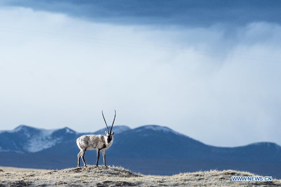 CHINA-QINGHAI-TIBETAN ANTELOPE-MIGRATION (CN)