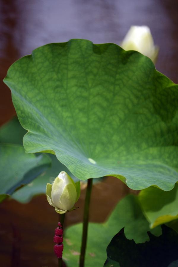 #CHINA-TAIPEI-LOTUS (CN) 