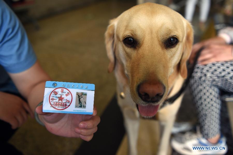 CHINA-GANSU-LANZHOU-GUIDE DOG (CN)