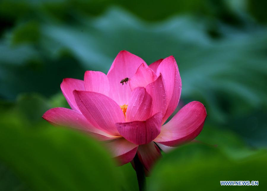 #CHINA-ANHUI-HUANGSHAN-LOTUS(CN)