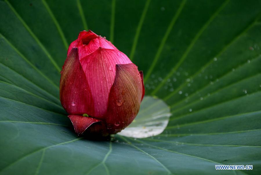 #CHINA-ANHUI-HUANGSHAN-LOTUS(CN)